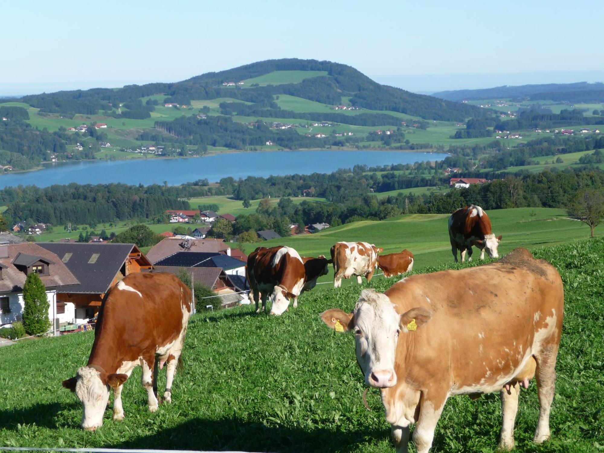 Familienferienhof Stabauer Zell am Moos Exterior photo